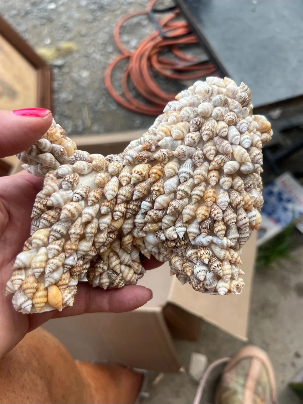 Vintage Seashell Star Hideout for Small Pets - Natural Cream and Tan